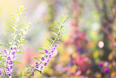 特写柔焦Â小粉红花背景。丰富多彩的flowersA惊人的观点