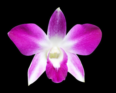 紫色兰花的花