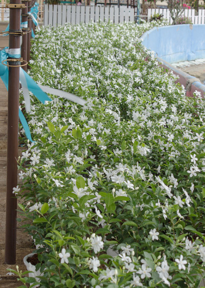 公园里盛开着白花。