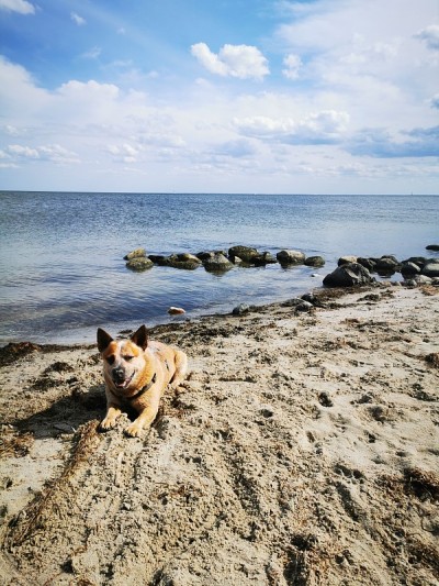海滩上的澳大利亚牧牛犬
