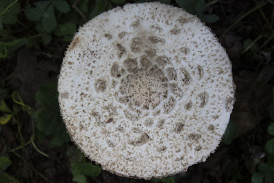 Macrolepiota