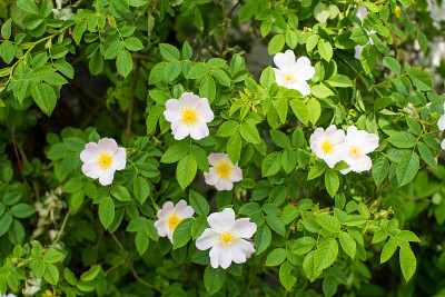 花园里的蔷薇花