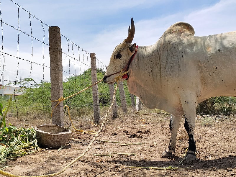 Jallikattu是泰米尔纳德邦的传统体育项目。普里库拉姆犬种用于这项运动