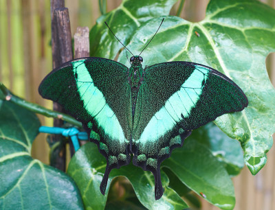 热带蝴蝶Papilio palinurus特写
