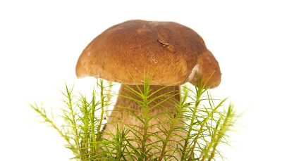 牛肝菌是一种食用菌
