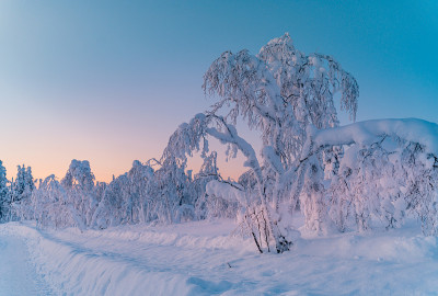 芬兰拉普兰冬日雪地森林的日出景色