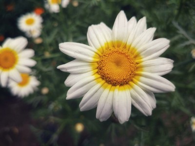 花园里的向日葵，特写一组盛开的向日葵，背景模糊