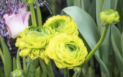 花毛茛在花园里