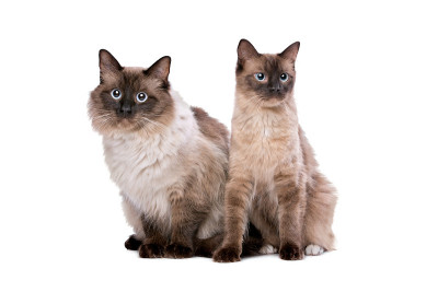一对布偶猫