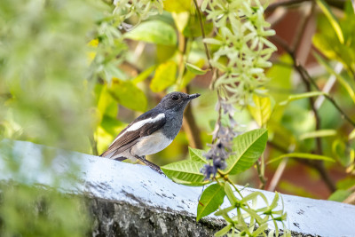 东方Magpie-robin(女)