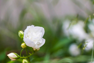 白色的茉莉花，绿色的叶子，夏天开花