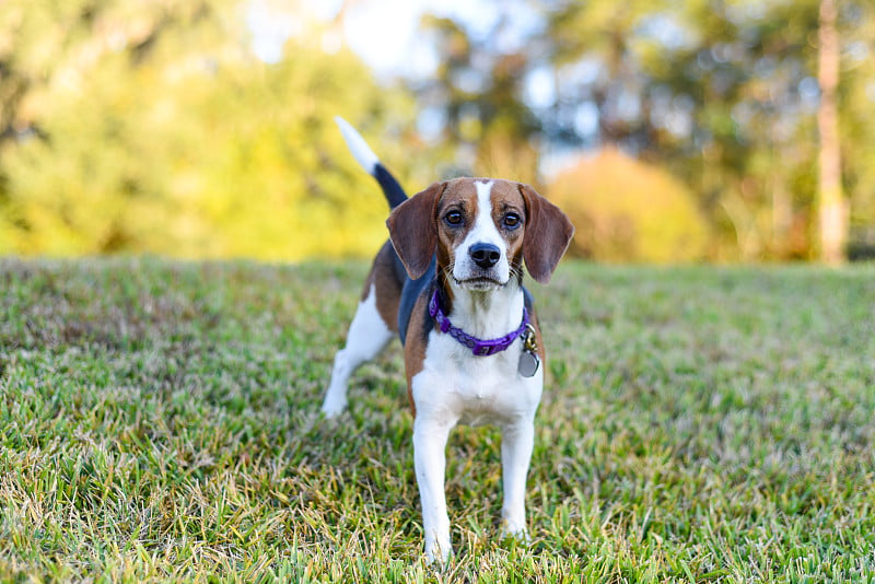 小贝格尔犬