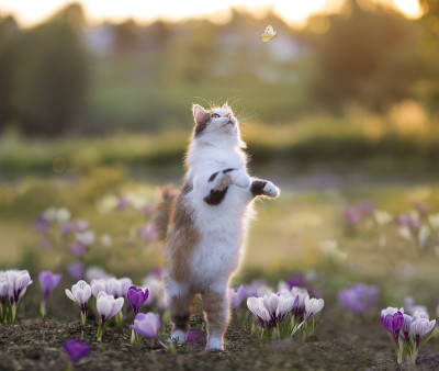 一只毛绒绒的猫在藏红花丛中走过春天的草地，捕捉蝴蝶