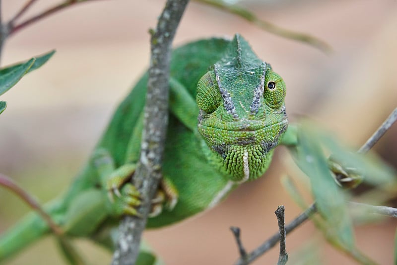 西班牙南部常见的变色龙(Chamaeleo chamaeleon)。安达卢西亚,马拉加