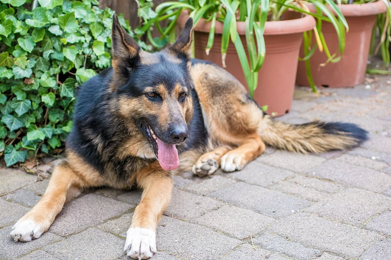 伯恩斯山地犬在院子里休息