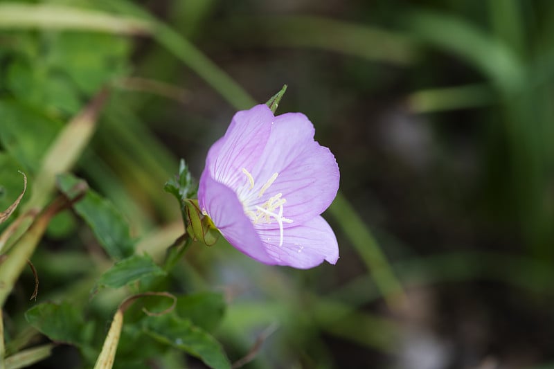 特写的粉红色的酒壶花