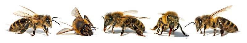 5只蜜蜂或拉丁语Apis Mellifera中的蜜蜂