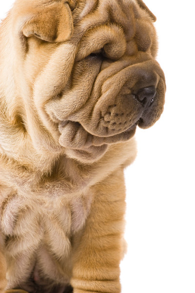 Sharpei狗