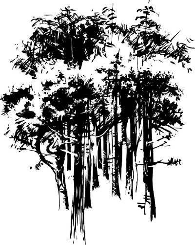 松树的素描