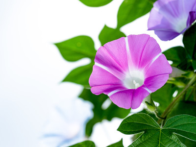 牵牛花。