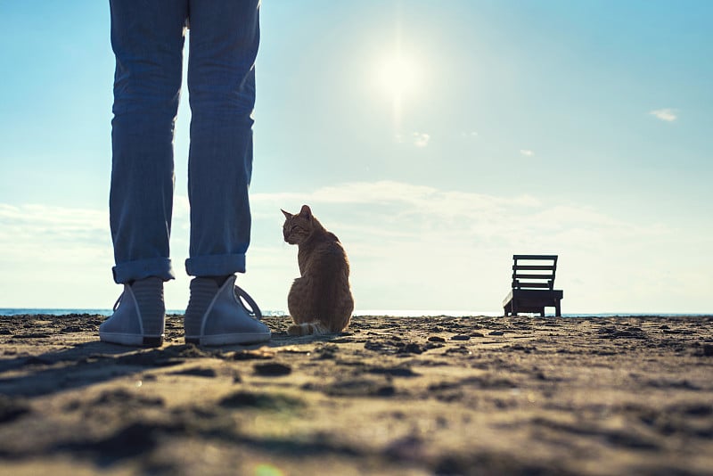 看附近的红猫女腿上的沙滩上