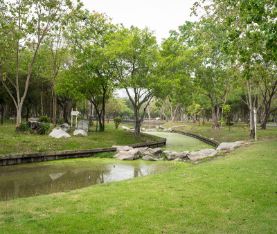 公园里有绿草，树