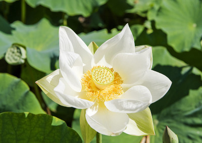 睡莲