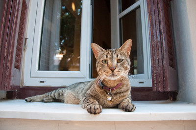 雅典普拉卡窗台上的猫。