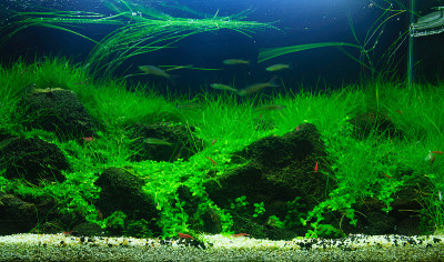 人工水族馆的景观设计