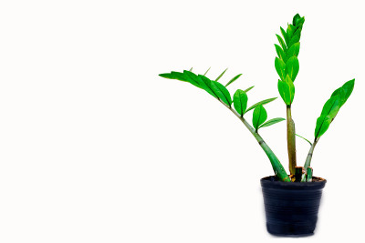 扎米奥库卡斯·扎米福利亚（阿卡：ZZ植物）