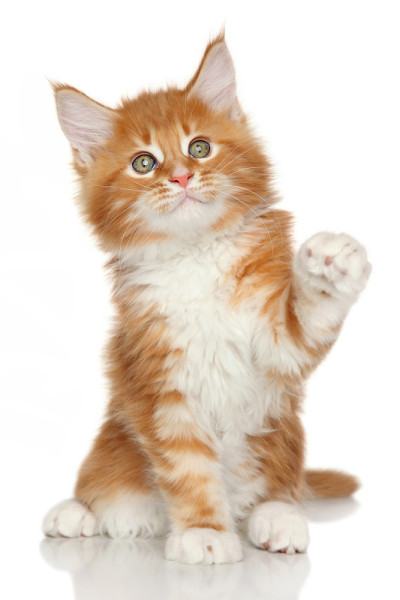 缅因库恩猫