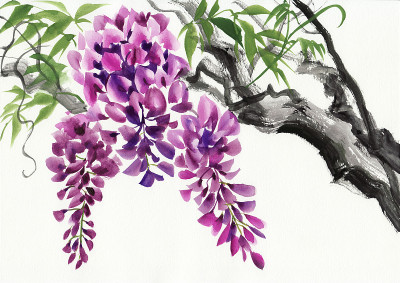 紫藤开花
