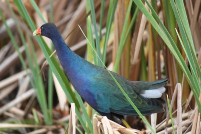 紫色Gallinule