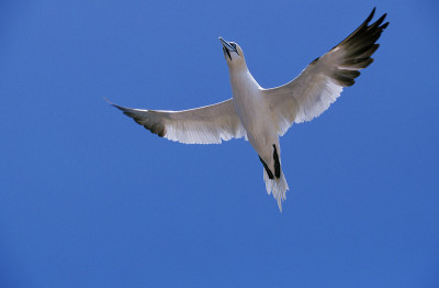 Northern Gannet, sula bassana, Adult in Flight, Bo