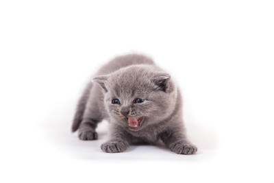 白色背景上的小猫英国人