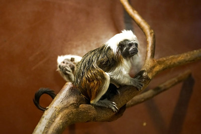两只棉顶狨猴(Saguinus oedipus)在树枝上