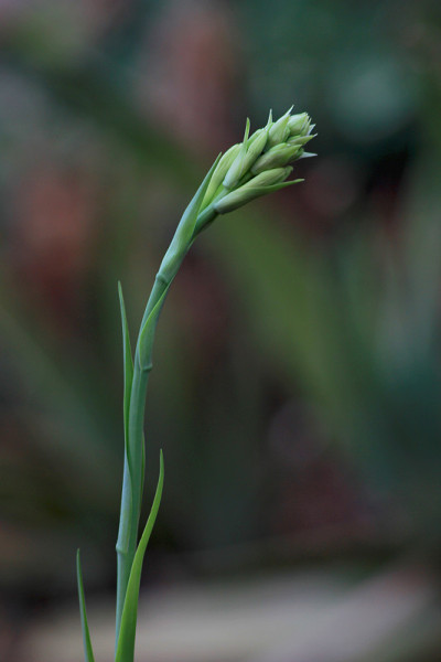 块茎状的花