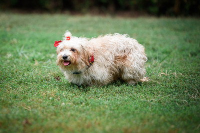 可爱的哈威那犬