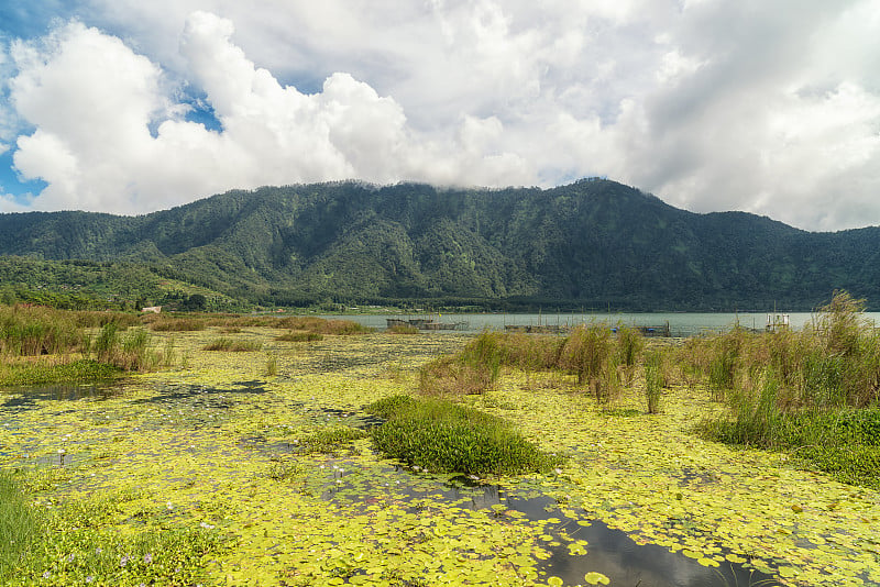 Danau Beratan湖和盛开的莲花，巴厘岛的地标，印度尼西亚