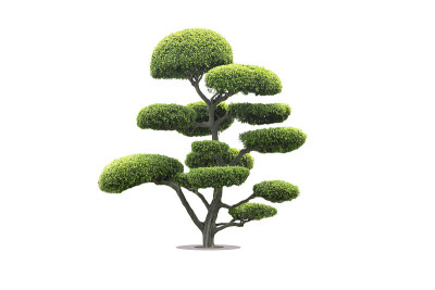 盆景树在花园里孤立的白色背景
