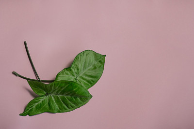 室内植物的两片美丽的绿色叶子
