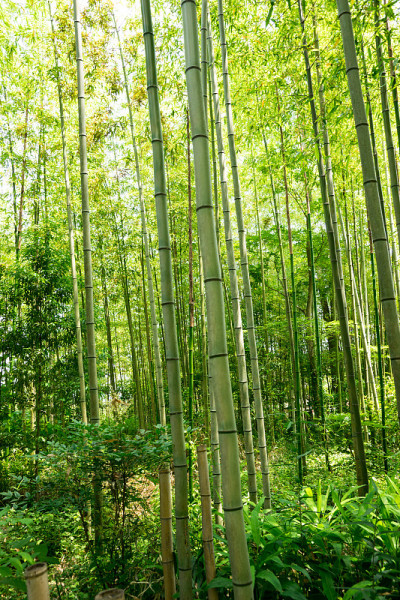 竹林