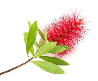 瓶刷花
