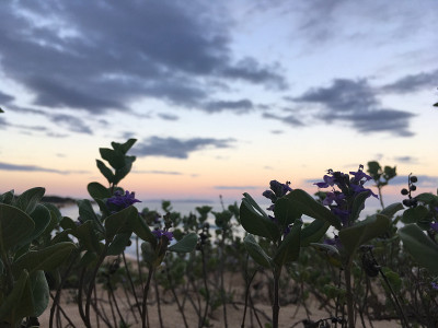 夏威夷考艾岛波利黑尔海滩上的日出。