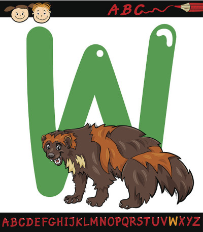 字母w为狼獾卡通插图