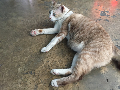 猫