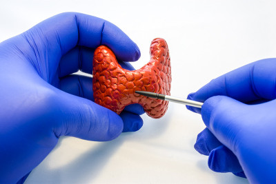 医生或科学家戴着手套手持甲状腺解剖模型，另一只手用指针指着甲状腺体。甲状腺学研究或解释甲状腺的解剖、