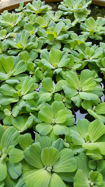 小的水生植物。
