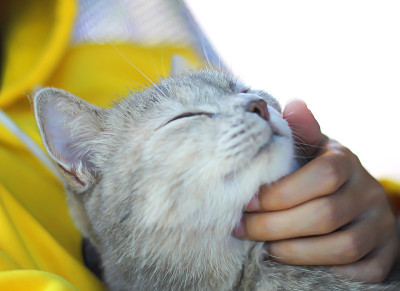 快乐的猫，同时主人用手抚摸着下巴温柔，友谊和放松的时间