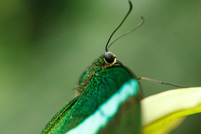 宏观美丽蝴蝶Papilio palinurus